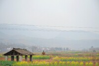 五甲村田園風光 油菜花