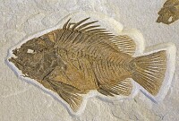 魚化石[化石種類]