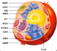 真核生物