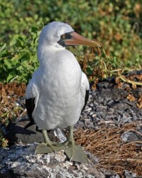 藍臉鰹鳥