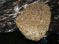 蜂巢2
