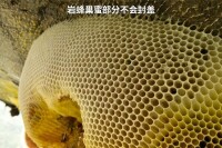 岩蜂蜜