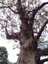 茅庵寺旁的拓刺樹