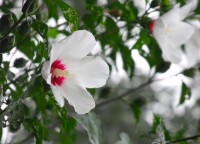 白槿花的各種姿態
