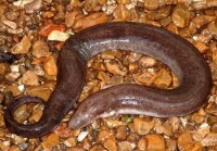 三趾兩棲鯢 Amphiuma tridactylum