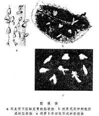 石龍芮下胚軸產生的胚狀體