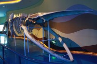 泉城海洋極地世界鯨魚標本