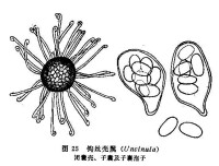 分子植物病理學