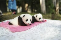 “慶賀”雙胞胎熊貓幼仔