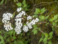 Ageratina adenophora