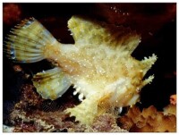 藻躄魚(Histrio histrio)
