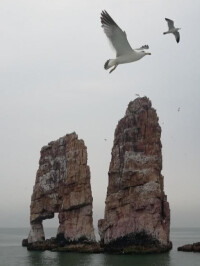 萬鳥島