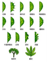 葉緣[植物學名詞]