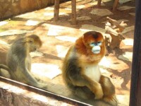 動物園裡展出的滇金絲猴