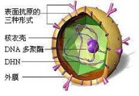 乙肝病毒剖析圖
