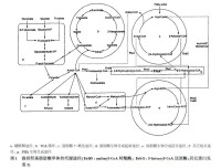 聚羥基脂肪酸酯