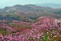 郭家鎮毛成桃花