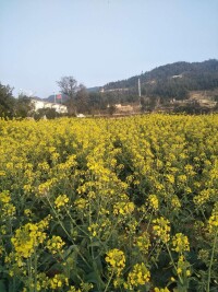 白洋村[福建省莆田市仙游縣社硎鄉下轄村]