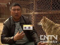 李君[黑龍江哈爾濱13年養狼相伴]