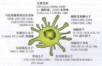 樹突狀細胞