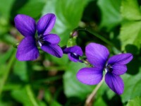 紫羅蘭屬
