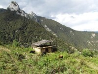 尼沖貢高山牧場