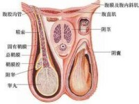 陰囊下墜