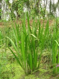 水生維管束植物水生維管束植物