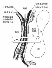 呼吸膜的結構模式圖