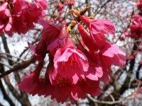 紅花高盆櫻桃（變種）