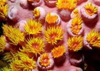 陀螺珊瑚（Tubastraea）