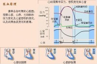 等容收縮期