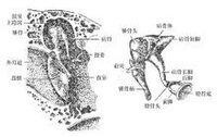 聽小骨