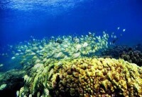 大堡礁海底珊瑚