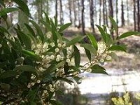 黒木相思（Acacia melanoxylon）的枝葉和花