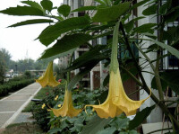 中藥材 曼陀羅花、山茄花、風茄花