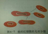 蛙的紅細胞的無絲分裂