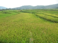 優質軟米種植