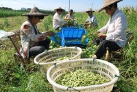 上盤鎮村民種植毛豆致富