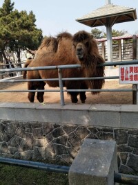 青島動物園大熊貓館設計效果圖