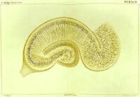 卡米洛·高爾基繪製的腦結構。
