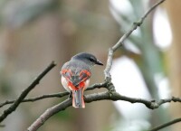 粉紅山椒鳥