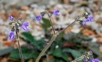 華鼠尾草