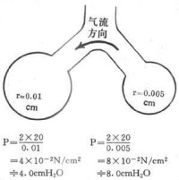 大小不同的液泡內壓及氣流方向示意圖