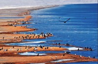 青海湖鳥島