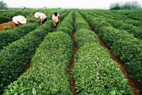 日照綠茶園