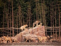 上海野生動物園