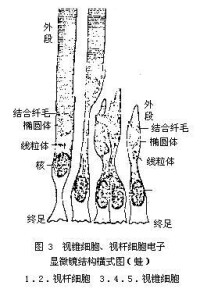 視細胞