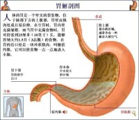 胃部解剖圖