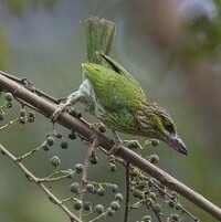 黃紋擬啄木鳥組圖